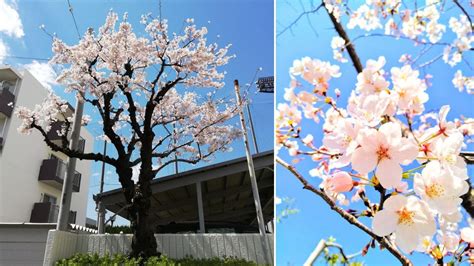 なつめの木 風水|風水×庭木のヒント9選【植えてはいけない木や植え。